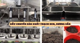 dây chuyền sản xuất thạch đen sương sáo