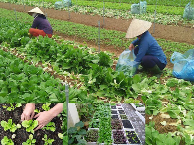 Mô hình sản xuất rau sạch ở nông thôn (1)